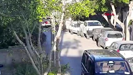 MUĞLA Yaban domuzu gündüz Bodrum merkezine indi