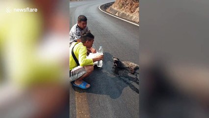 Civet rescued after escaping Thailand wildfires