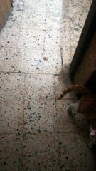 Kitty Wasn&apos;t Bored In Quarantine Days