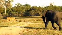 Animals Fight ,Powerful Lion vs bull, Elephant Crocodile ,vs Elephant Lion attacks , Lion lucky Escape