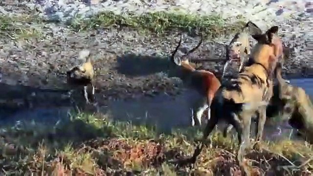 Animals Fighting, For Foods ,Hyenas vs Wild ,dog Moments, Of Wild Animal Fights, - Animals Documentary