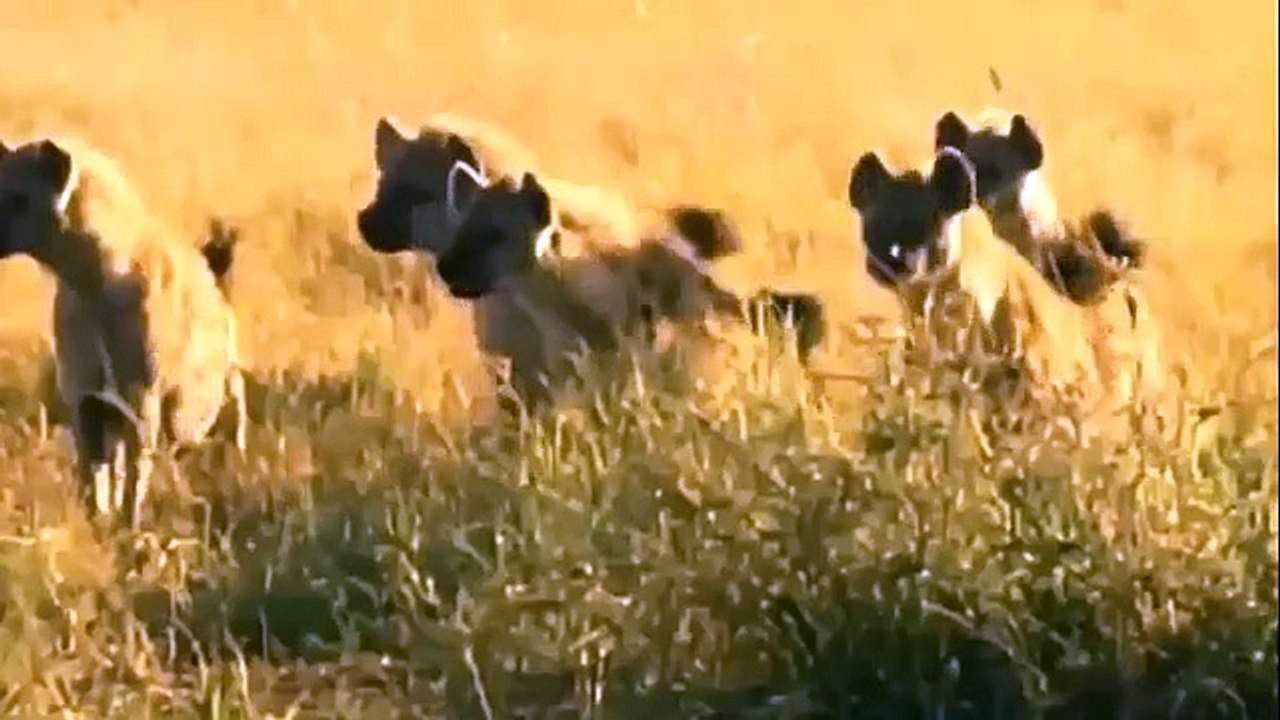 Animals Fighting, For Foods ,Lion vs Hyena,  Hyenas attack, lioness but ,male lion ,comes for revenge