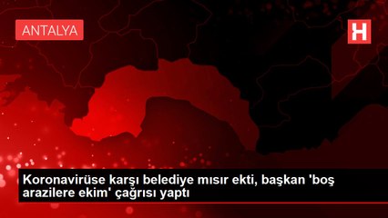 Koronavirüse karşı belediye mısır ekti, başkan 'boş arazilere ekim' çağrısı yaptı