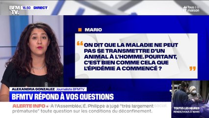 L'épidémie a-t-elle commencé en se transmettant de l'animal à l'homme ? BFMTV vous répond