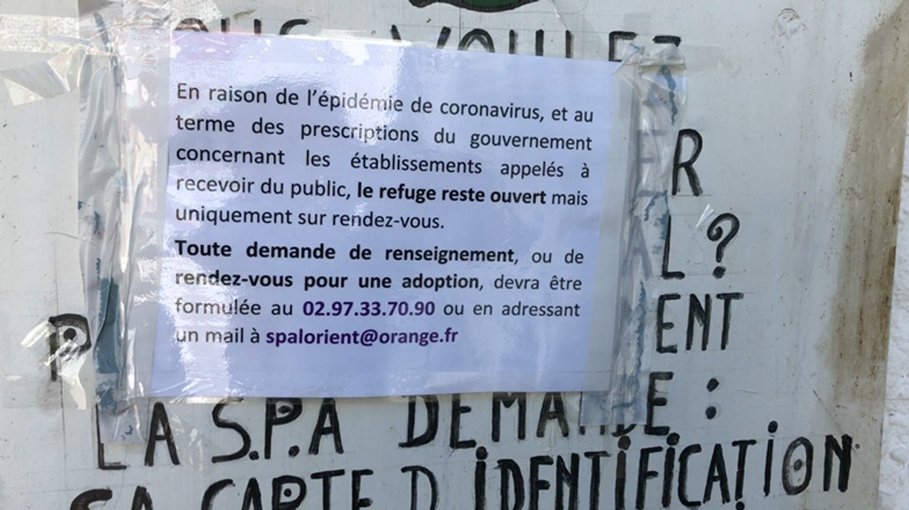 Coronavirus: les adoptions à la peine à la SPA
