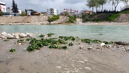 Osmaniye'deki üreticiler elde kalan binlerce demet ıspanağı Savrun Çayı'na döktü