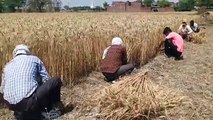 इटावा: लॉक डाउन से किसान हो रहे परेशान