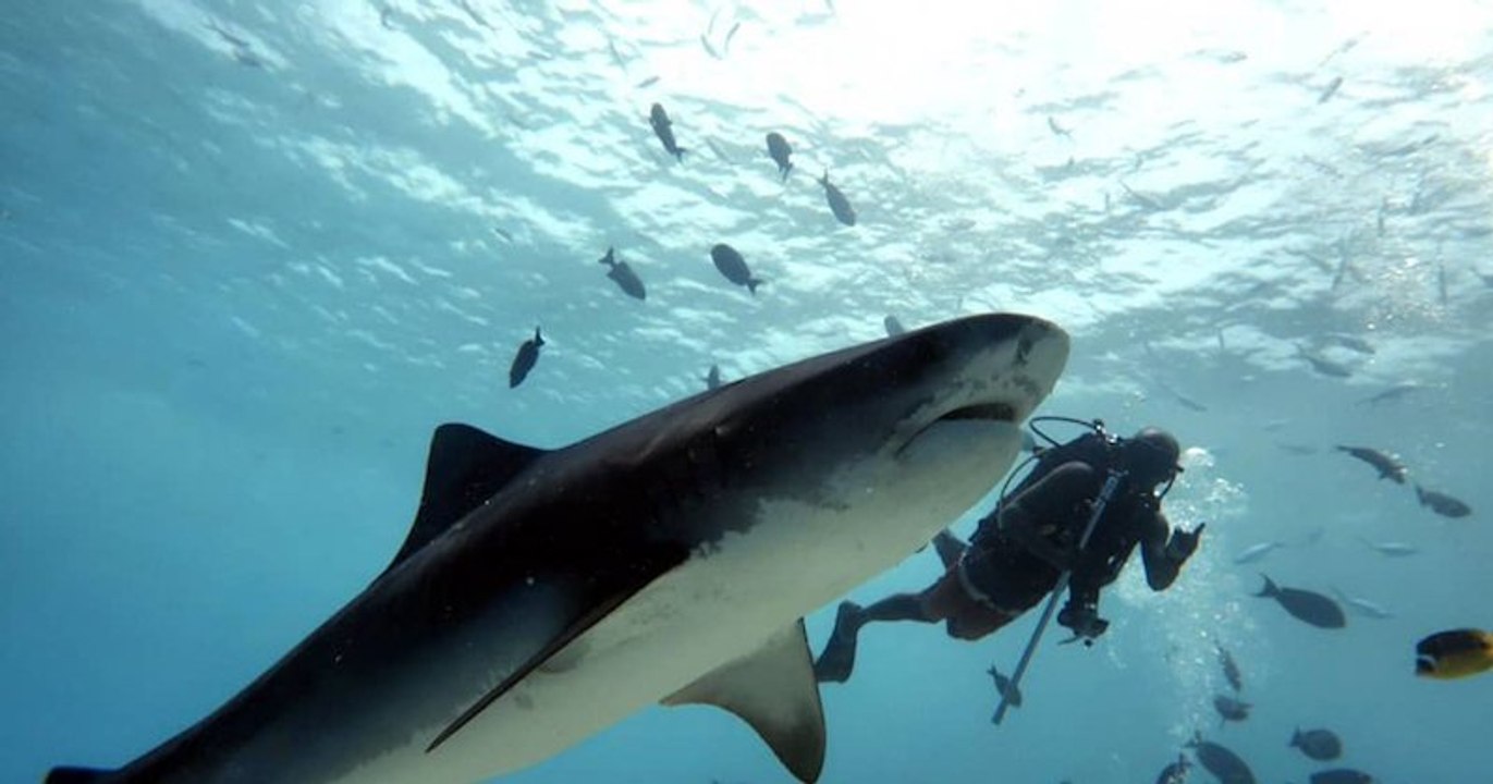 Macana Maldives, des plongeurs sauvent un requin-baleine coincé par une corde