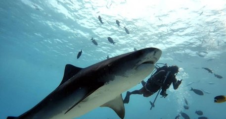 Macana Maldives, des plongeurs sauvent un requin-baleine coincé par une corde