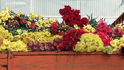 Covid-19: dagli USA alla Liguria, settore florovivaistico in crisi