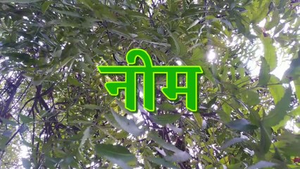 नीम के औषधीय गुण | Medicinal Properties of Neem