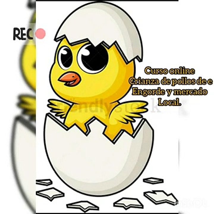 ¿Cómo criar pollos de engorde_ Presentación.  I PARTE