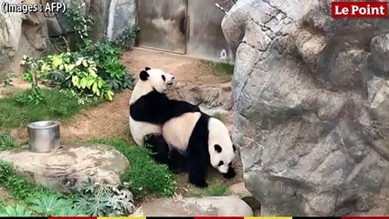 Hong Kong : le zoo fermé, un couple de pandas parvient enfin à se reproduire