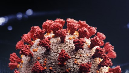 New York Coronavirus Deaths Up By 731