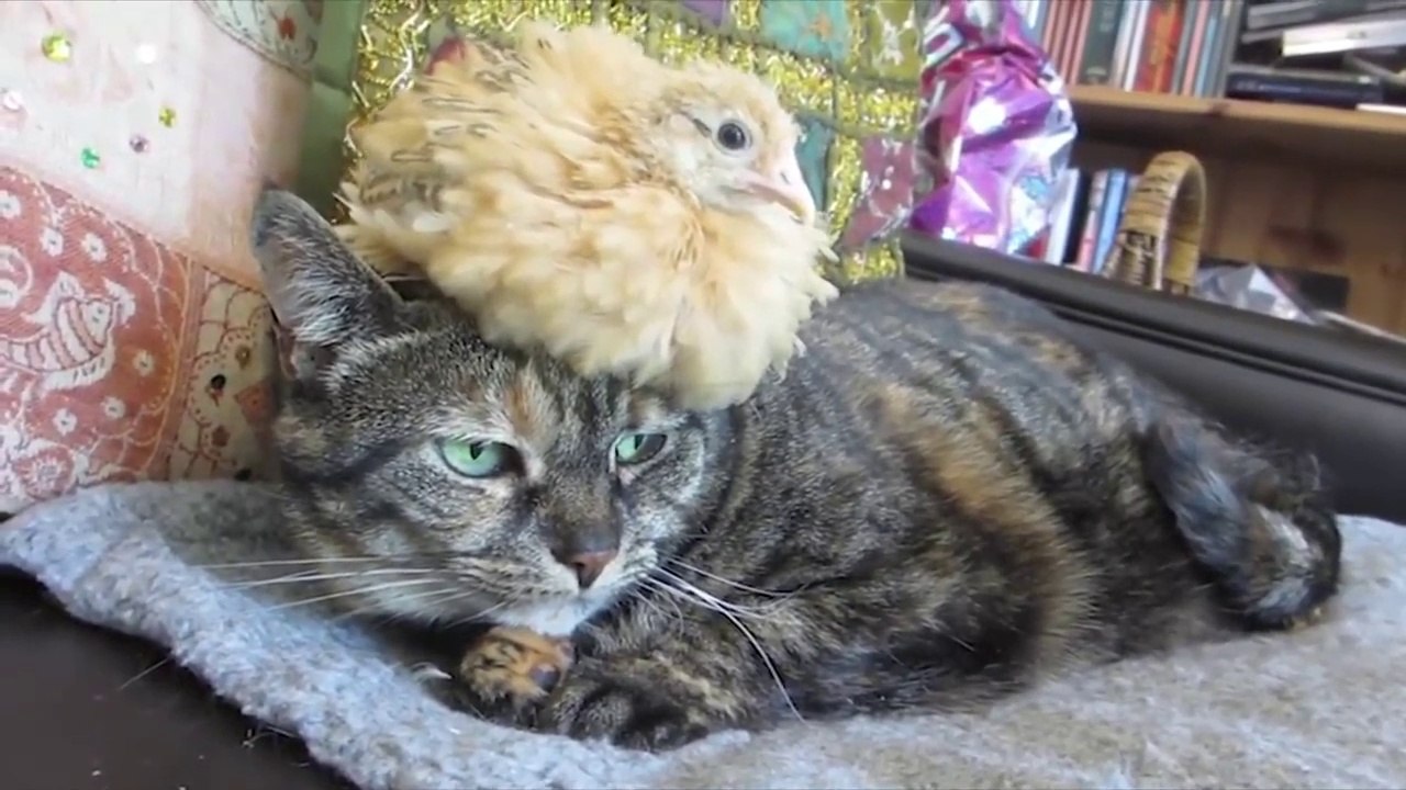 Un Chat Et Un Poussin Meilleurs Amis Tellement Adorable Video Dailymotion