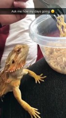 Elle ne veut pas donner de pattes à son lézard... Vengeance