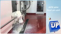 مزارع أمريكية تتخلص من الحليب في مجاري الصرف الصحي - follow up