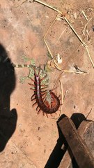 Gecko Can't Escape the Clutches of Giant Centipede
