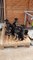 Litter of German Shepherd Puppies Tilt Heads in Confusion