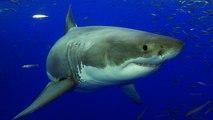 Just How Common Are Shark Bites?