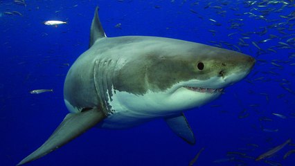 Just How Common Are Shark Bites?
