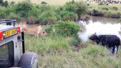 The buffalo hunt in Masai Mara