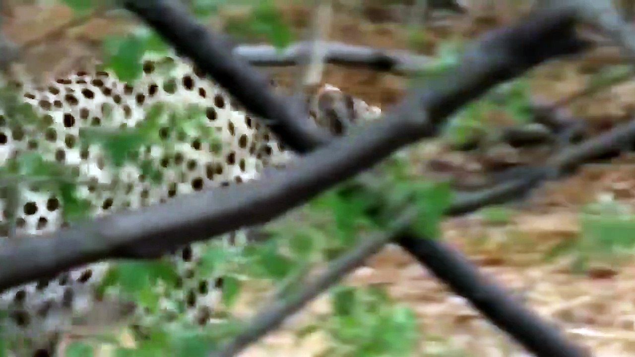 Very touching story _ Mother Ostrich Don’t Protect Her Newborn From Cheetah, Lio