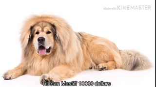 Most Expensive and Beautiful Dog Breeds