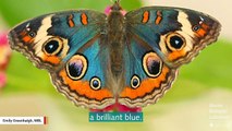 Butterfly Develops Brilliant Blue Wings After Selective Mating