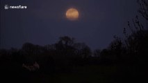 Beautiful full pink Supermoon in time-lapse footage from UK