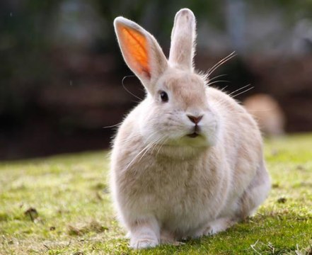 New Zealand Prime Minister Deems Easter Bunny, Tooth Fairy Essential Workers in Adorable Message to Kids