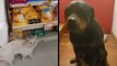 Clever Stray Cat Finds Forever Home & Sweet Pup Protects Family's Bread