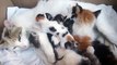 mom cat nursing newborn kittens another kitten,chatte allaite d autres chatons