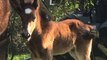 Wild Horse Herd Welcomes First Foal Since Deadly Hurricane Season on the Outer Banks