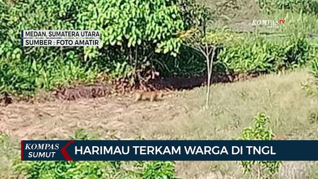 Harimau Terkam Warga Di Kawasan Taman Nasional Gunung Leuser Sumatera Utara
