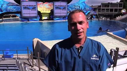 Most amazing facts about whales 