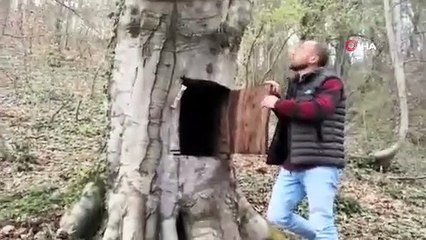 İncir ağacına oyuk açıp içine giren vatandaş: Korona gelsin de beni burada bulsun