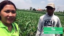 Rahasia Tepat Menghasilkan Panen Jagung  Berkualitas