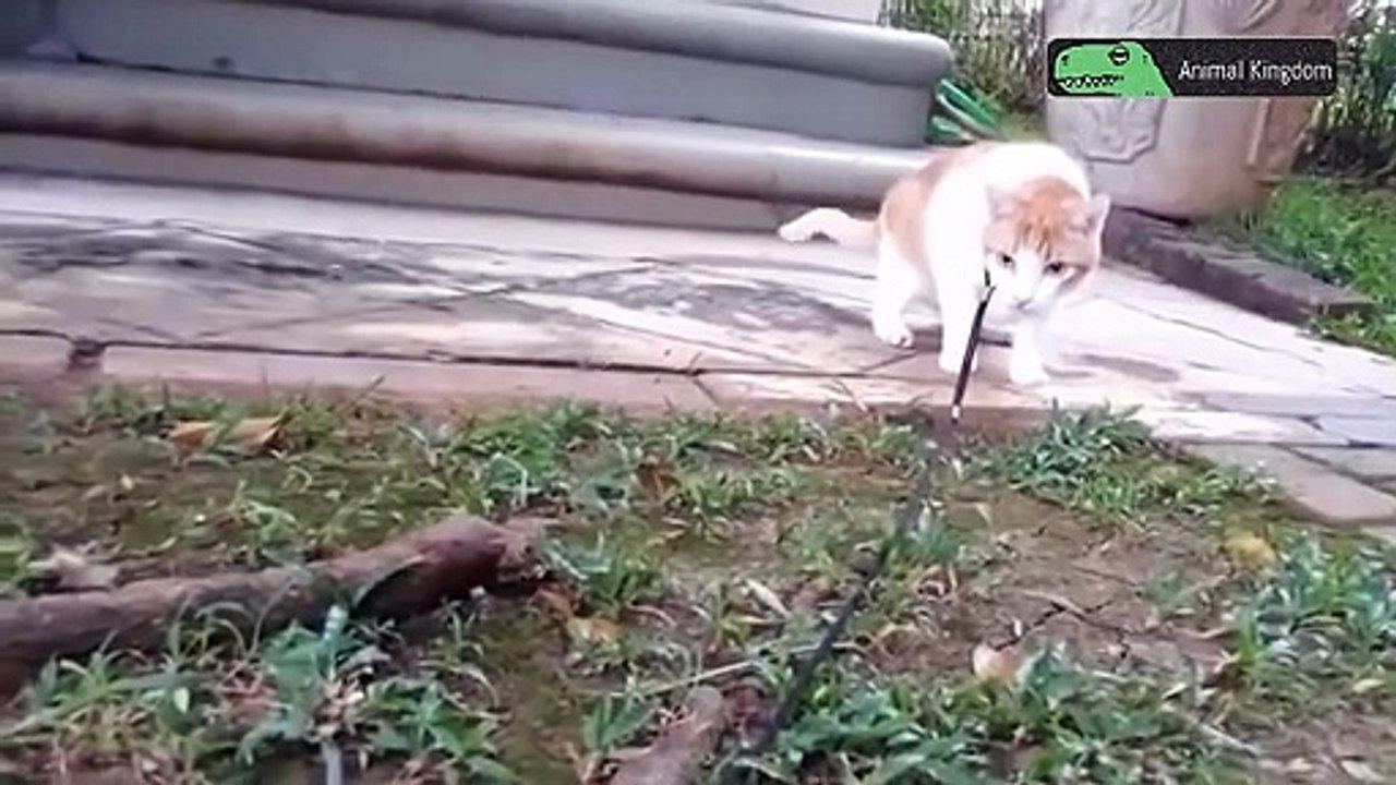「おもしろい犬, 猫」最高におもしろい犬と猫の喧嘩・かわいい犬, 猫のハプニング集