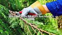 Tree Care San Jose - Bay Area Tree Specialists (408) 836-9147