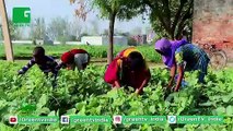 Kisan जाने इन किस्मों के बारे मे जो कम वक़्त मे तैयार होंगी | कम समय, ज़्यादा फायदा | Zaid Crops