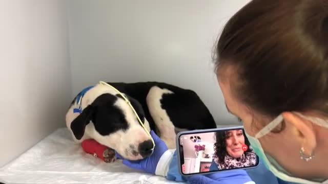 Aumentan las lesiones en los perros por el exceso de paseos