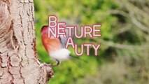 Nature beauty Hd bird on the tree 4k video