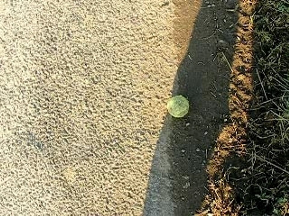 Les stars de la ptite balle