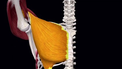 Présentation de Complete Anatomy sur l'iPad Pro 2020