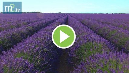 ✅El negocio de las flores se queda sin Semana Santa y… ¿sin Día de la Madre?..en Merca2tv (08.04.20)
