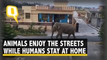 Animals Take Over The Streets As Humans Stay Indoors Amid Lockdown