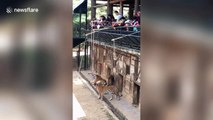 Chinese zoo allows visitors to dangle raw meat into tiger enclosure