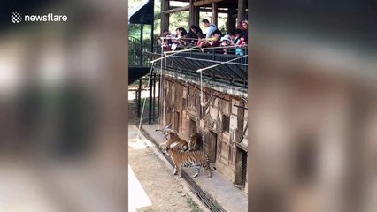 Chinese zoo allows visitors to dangle raw meat into tiger enclosure