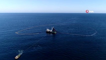En fazla hamsi ihracatı Belçika'ya